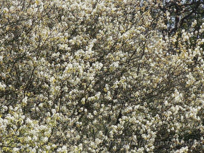 Mt Lofty Botanical Gardens P1030793.JPG